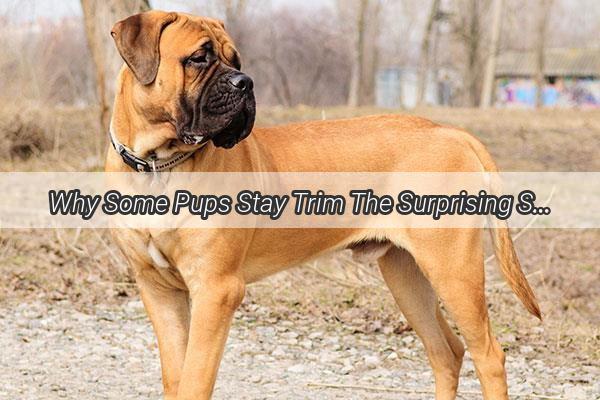 Why Some Pups Stay Trim The Surprising Science Behind Their Lean Frames